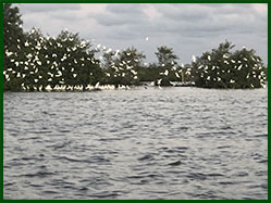 zwermen vogels
